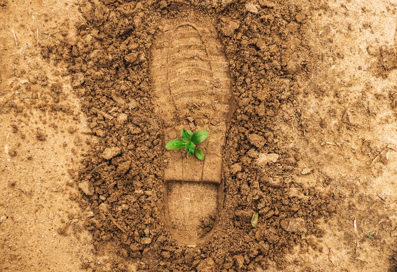 Foot Print with Seedling on Ground